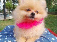 A kalite pomeranian yavrularımız