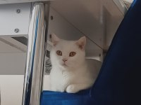 3 yaşında dişi british shorthair