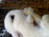 Mini lop tavşan yavruları