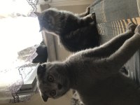 Ankara Scottish fold kedi sahiplendirme