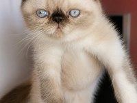 Safkan Exotic Shorthair bebekler