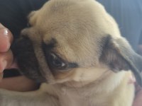 Sahiplendirilecek Pug Köpeğimiz