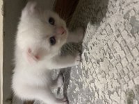 Sahibinden scottish fold kedisi