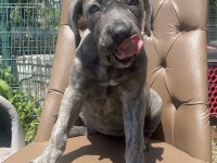 Cane corso köpeğimiz