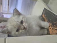 BRİTİSH SHORTHAİR SAFKAN 50 GÜNLÜK