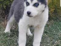 Maviş gözlü safkan erkek husky yavru