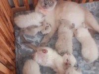 Minik kediler kuzucuklarım