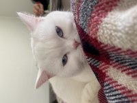 45 günlük maviş gözlü british shorthair