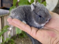 NETHERLAND DWARF ORJİNAL CÜCE TAVŞANLAR