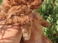 Minyatür Maltipoo Kız