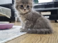 KEDİMİZİ SAHİPLENDİRME ACİL