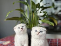 SCOTTISH FOLD DÜNYA TATLISI YAVRULARIM 