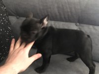 French Bulldog 3 Aylık Blue Gen