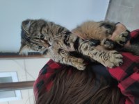 Melez long hair kedi