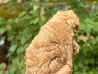 Irkının harikası maltipoo yavrularım