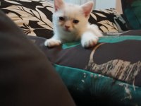 İnsan aşığı british shorthair