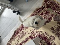 Ücretsiz orjinal terrier maltese