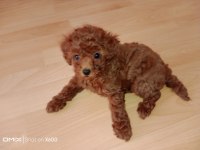 Korekan toy poodle bebekler için iletişim kurabilirsiniz