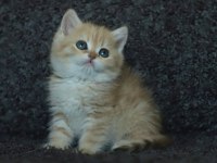 Anne Baba Şecereli Safkan Golden British Shorthair