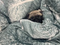 Gözüm gibi baktığım evladım pug