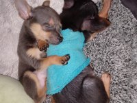 4 aylık minyatür pinscher