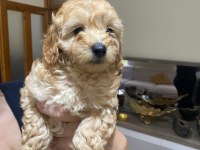 Çok tatlı maltipoo dişi yavrularımız