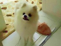 Pomeranian boo teddy bear