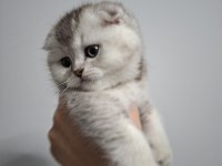 A+ kalite scottish fold 1 aylık