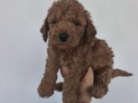 Toy Poodle Bebekler
