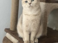 Show kalite Full Secereli Scottish Fold ve Straight