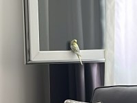 1 yaşında muhabbet kuşu erkek