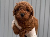 SAFKAN POODLE YAVRULAR!