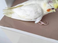 Acil yeme düşmüş sultan papağanı