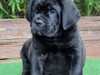Izin Belgeli Üretim Çiftliğinden Cane Corso Kapıda Öde