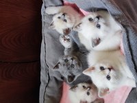 British Shorthair Yavruları