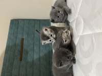 Scottish fold erkek dişi yavrularım sahiplendirilecektir