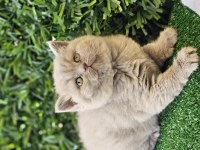 Ayı surat british shorthair kızımız yeni ailesini arıyor
