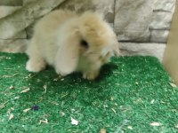 Hollanda Lop Tavşan YAVRULARI İSTANBUL