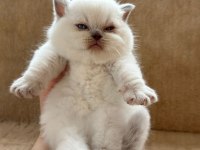 Eşsiz Güzellikte Point British Shorthair