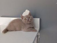 British shorthair lilac