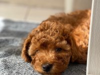 Irk garantili elden teslim toy poodle bebekler