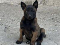 A Kalite Erkek Dişi Belçika Malinois Yavrular