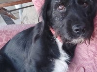 Bodrum Kayıp ilanı köpeğimiz için