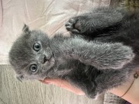 Scottish fold yavrumuz yuva arıyor