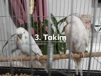 Show Jumbo ve jumbo muhabbet kuşu
