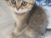 2 buyuk british shorthair