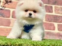 Pomeranian boo 2.5 aylık dişi erkek