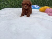 Minik Toy Poodle Yavrularımız 