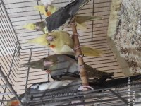 Lutino pied erkek alışık ve grey erkek alışık