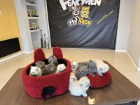 Orjinal scottish fold yavrular renk renk ankara